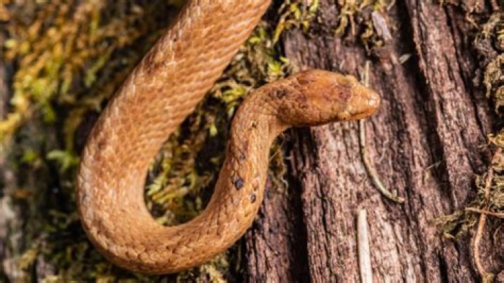 
Discovery of a Foot-Long Dwarf Boa in the Ecuadorian Amazon 