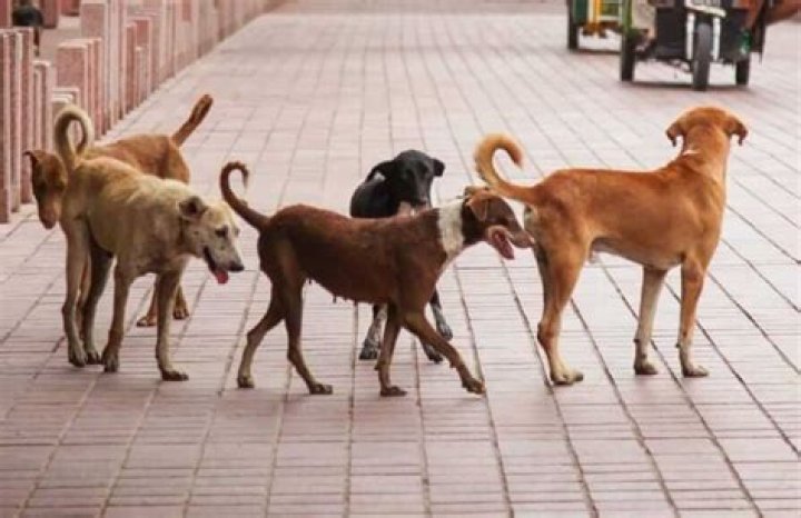 
Dogs on the prowl: 10 strays caught from Noida society 