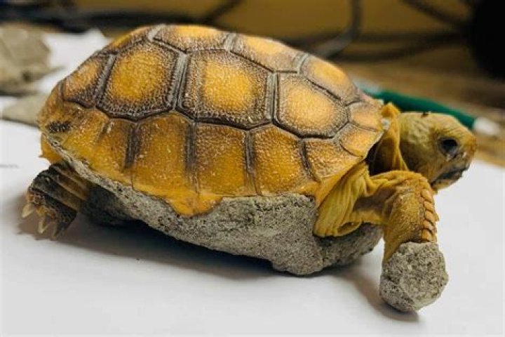 
Florida Rescue Takes in Baby Tortoise Found Covered in Concrete and Frees it from Cement Shell 