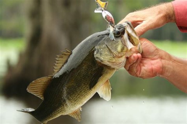 
Ohio Fishing Tournament Rocked by Cheating Scandal After Weights Found in Winning Catch 