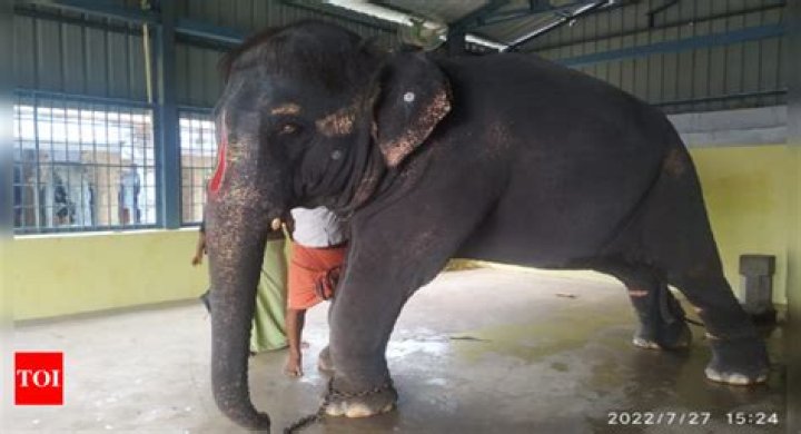 
TN activists wants PETA to apologise on false campaign against ill-treatment of elephant 